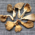 Dried Hypsizgus Mushroom Shimeji Mushroom